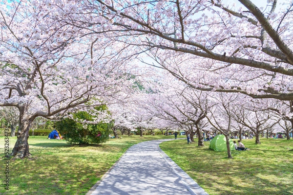 Obraz 満開のソメイヨシノの咲く公園　桜の下を歩く道