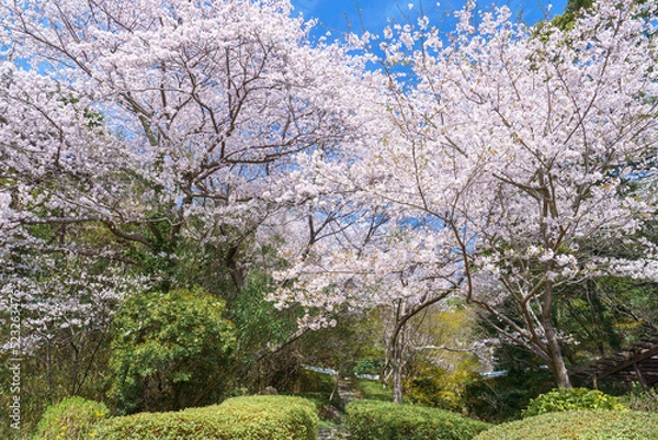 Obraz 満開のソメイヨシノの咲く公園