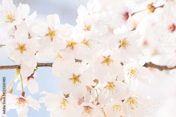 Obraz 優しさ漂う春の桜