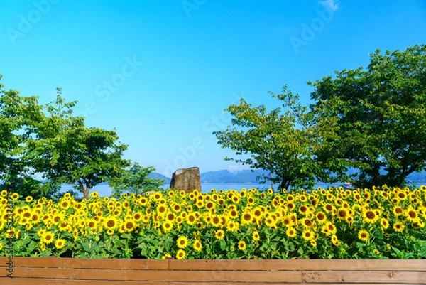 Obraz 山口県下松市笠戸島の朝日を浴びる満開のひまわりの黄色と青い空