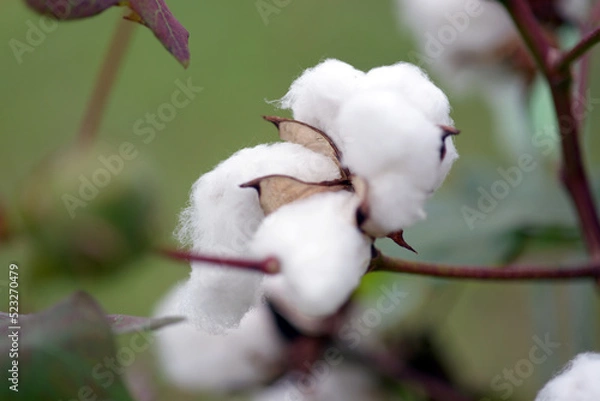 Fototapeta 綿　洋綿