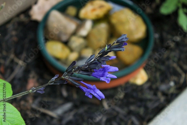 Obraz Lavender Flower