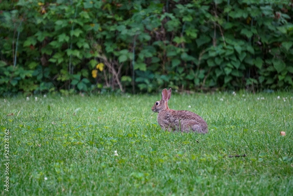 Obraz Rabbit running through the grass