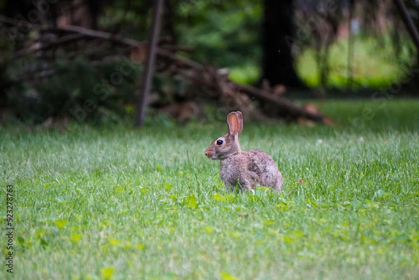 Obraz Rabbit running through the grass