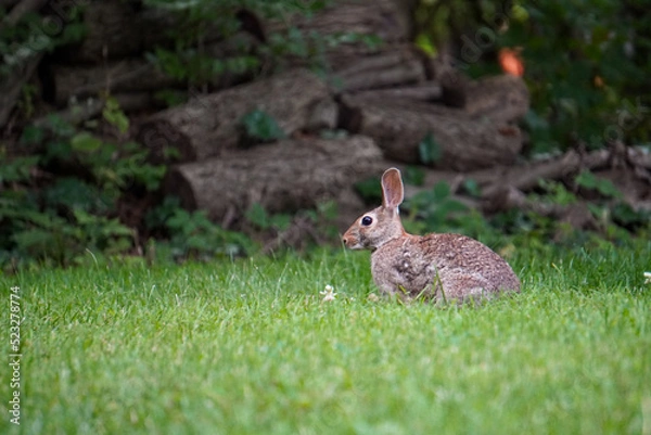 Obraz Rabbit running through the grass