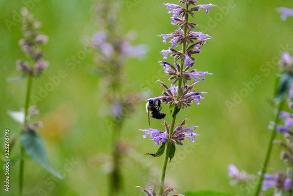 Obraz Bumble Bee on a Flower