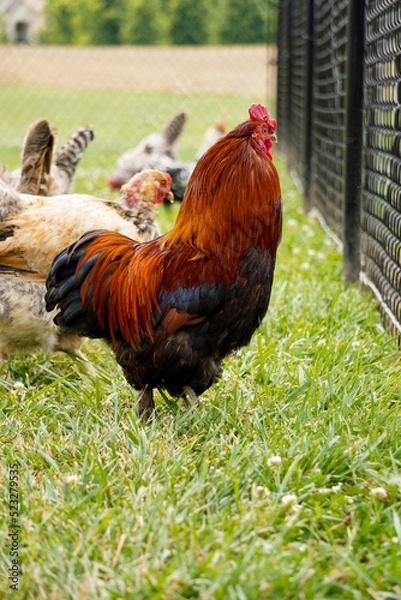 Obraz Rooster on the chicken run