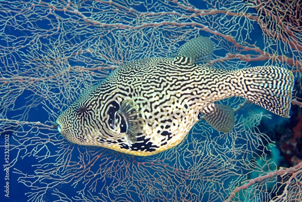 Fototapeta Map Pufferfish, Arothron mappa