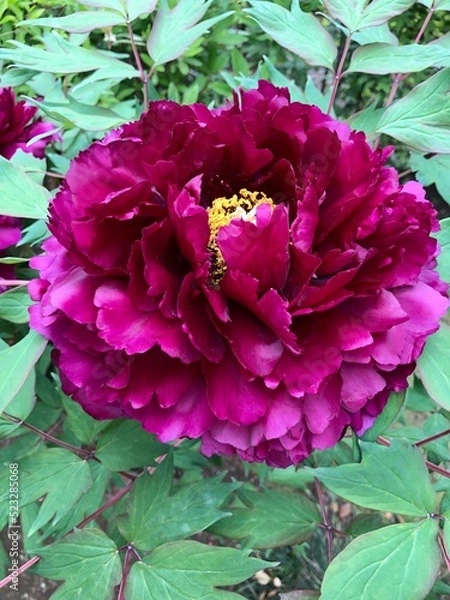 Obraz 大きな牡丹の花