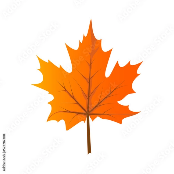 Obraz Maple leaf on a white background, vector illustration,for design