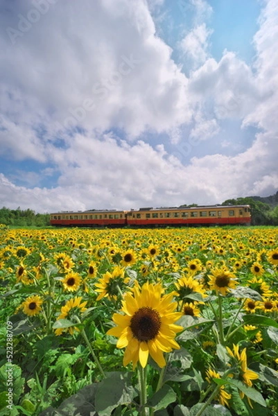 Obraz 夏雲のひまわり畑と小湊鉄道　石神の菜の花畑