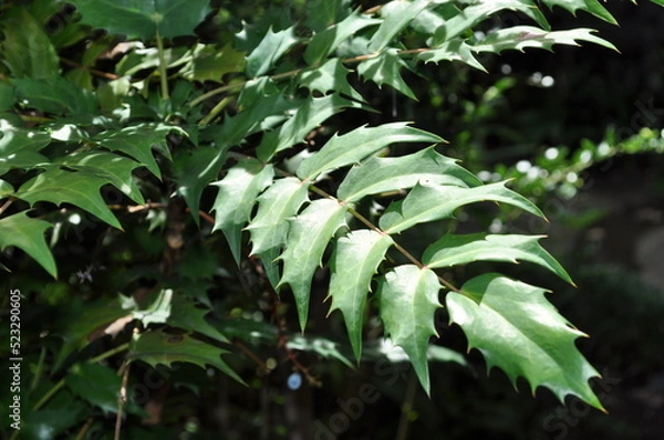 Obraz ひいらぎの葉