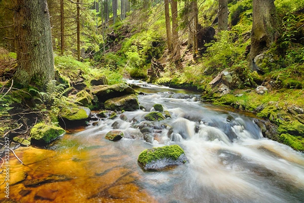 Fototapeta The river in the forest - HDR