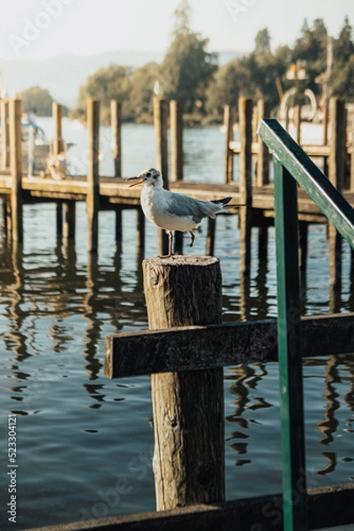 Obraz Seagull by the lake