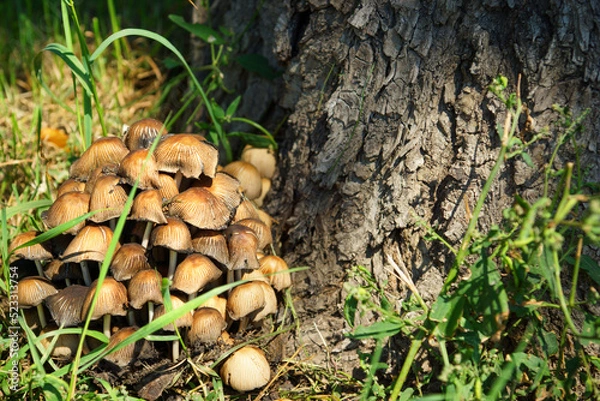 Fototapeta Mycena mushrooms tilted in the forest under a tree