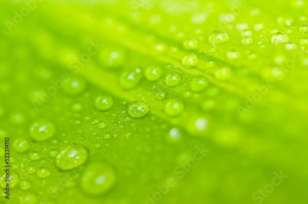 Fototapeta green leaf with drops
