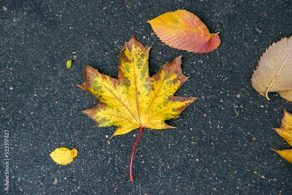 Fototapeta autumn maple leaf on wet asphalt