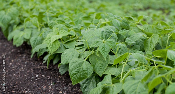 Fototapeta Green bean -  Cupidon bushes in the vegetabe garden.
