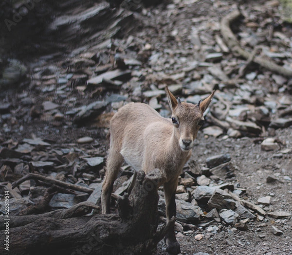 Obraz deer in the woods
