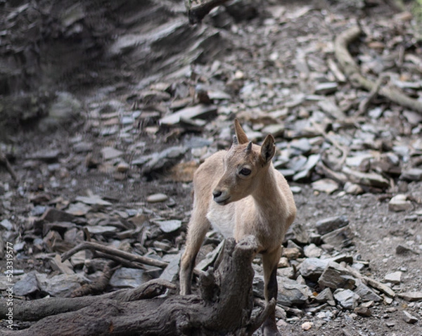 Obraz deer in the wild