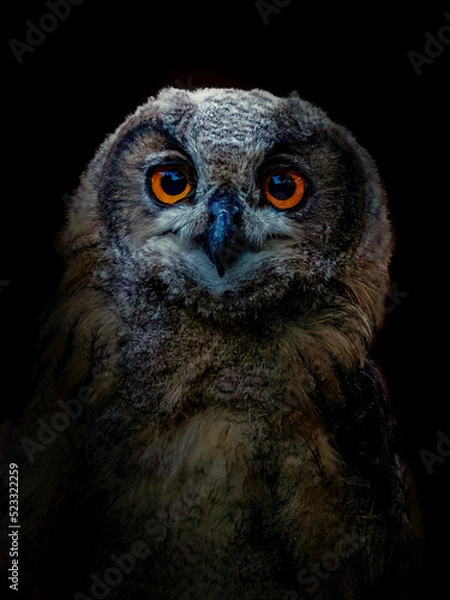 Fototapeta Eagle Owl
