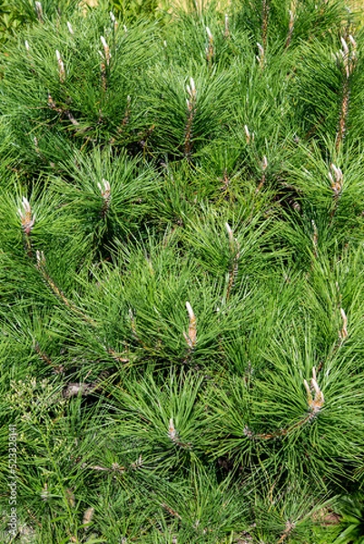 Obraz マツの断面 バージニアマツ