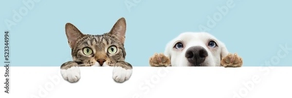 Fototapeta Banner summer pets , cat and dog hiding and hanging paws over a blank. Isolated on blue pastel background.