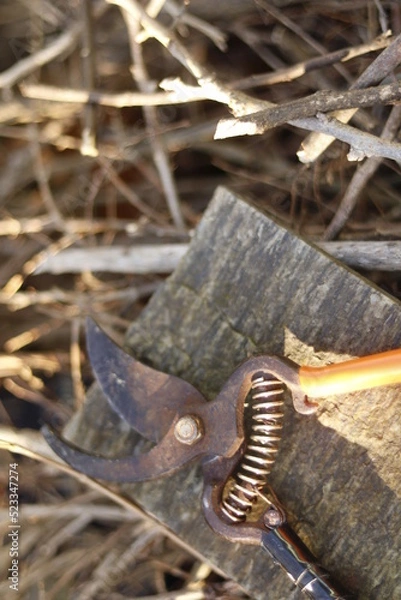 Fototapeta Pruning shears 