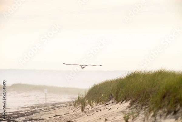 Fototapeta bird over beach