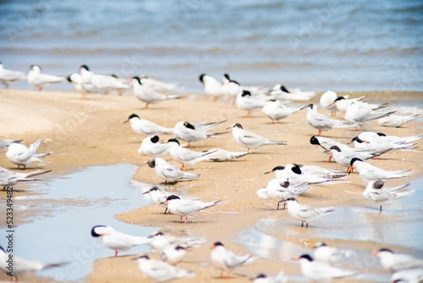 Fototapeta Terns at Wasque
