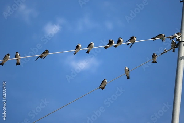 Fototapeta イワツバメ