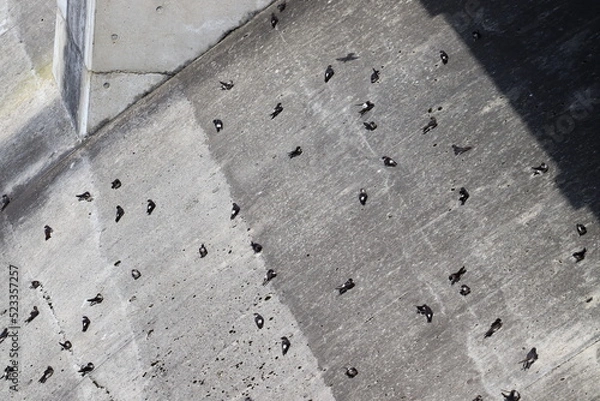 Fototapeta イワツバメ