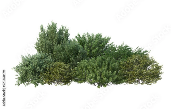 Obraz Shrubs and flower on a transparent background
