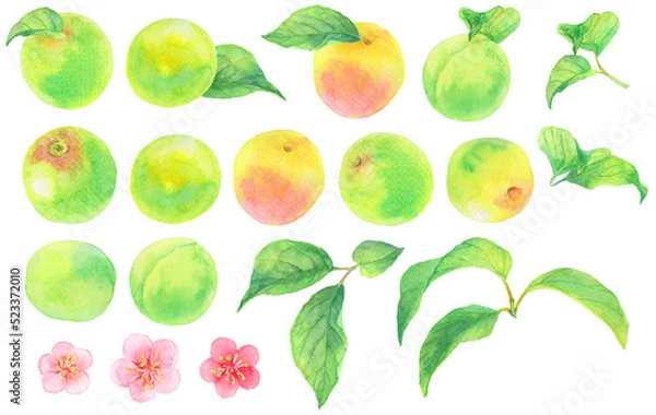 Obraz 水彩_梅の実素材集_青梅と葉と花