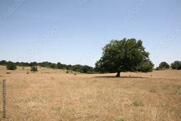 Fototapeta landscape with tree