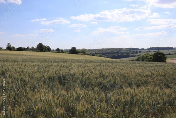 Fototapeta Sunny Wheat Fields 
