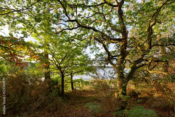 Fototapeta Cadoudal path along the Etel riverin Brittany region