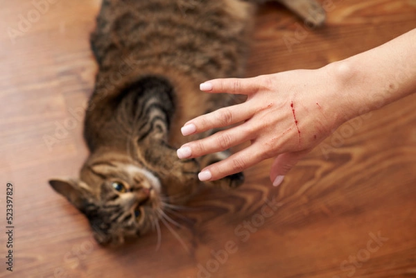Obraz Female hand with bloody scratches from an angry cat