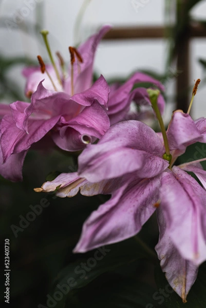 Fototapeta purple flowers
