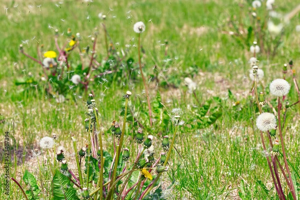 Fototapeta Dandelion seeds scatter over a green field. close up