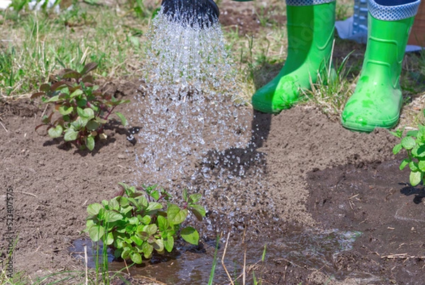 Fototapeta Watering peppermint with watering can in garden. transplanting and watering seedlings. close up