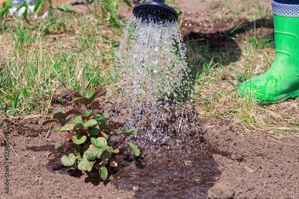 Fototapeta Watering peppermint with watering can in garden. transplanting and watering seedlings. close up