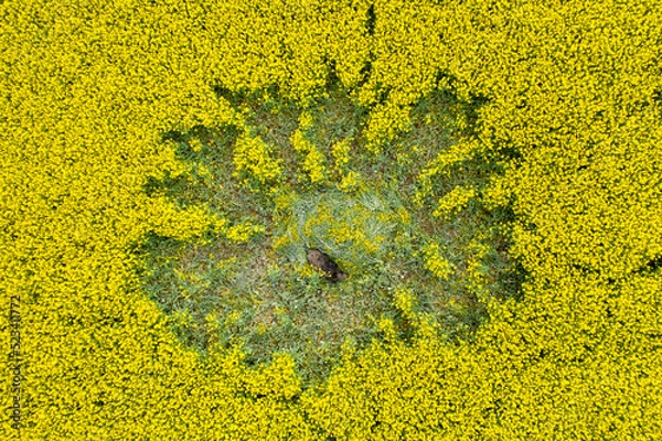 Obraz wild boar in the rape