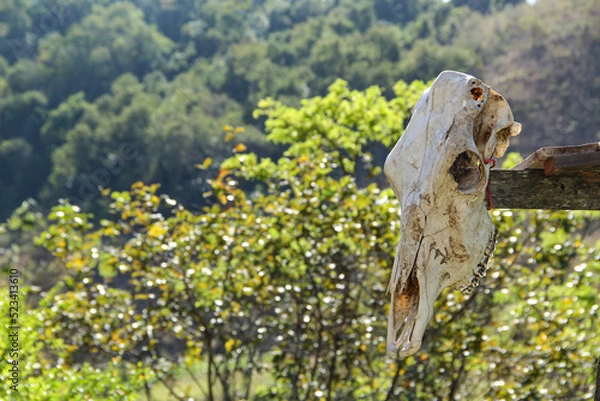 Obraz Crânio de boi