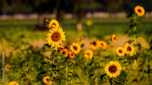 Obraz field of sunflowers