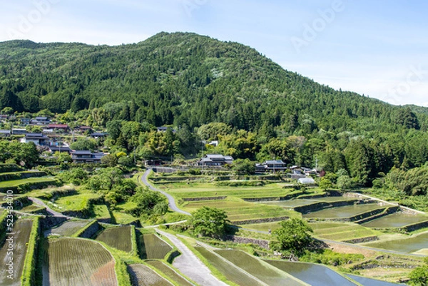 Obraz 田植えの済んだ棚田の眺め
