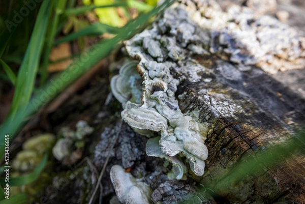 Fototapeta mushroom on a tree trunk