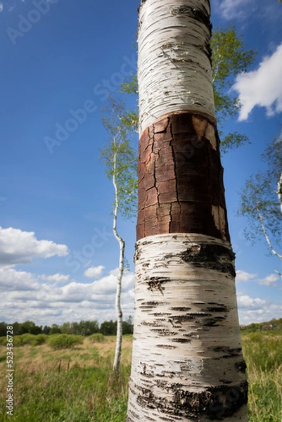 Fototapeta birch and sky