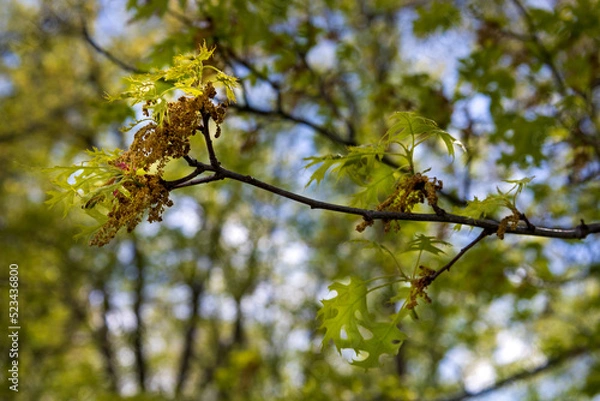 Fototapeta leaves on a tree