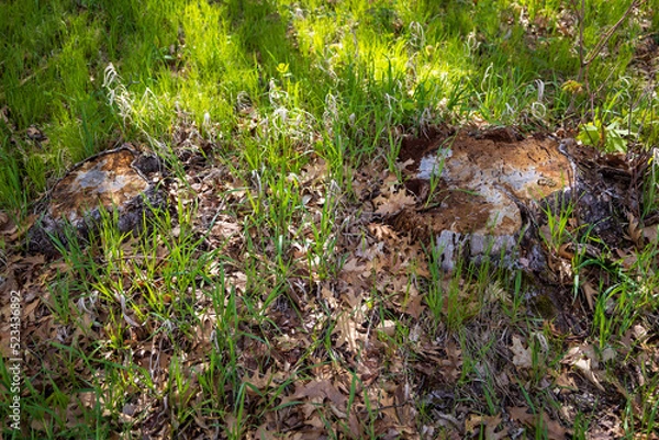 Fototapeta birch and sky